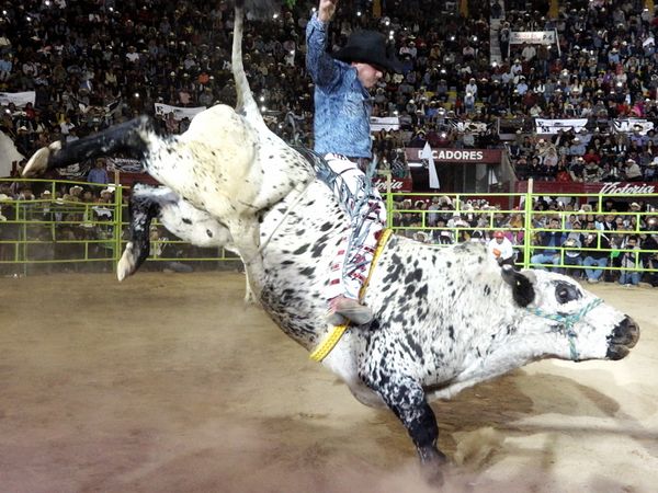 Liga Mexicana de Jaripeo Profesional - 13
