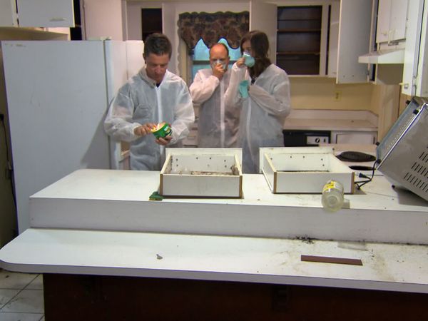 Zombie House Flipping - Don't Let the Bed Bugs Bite