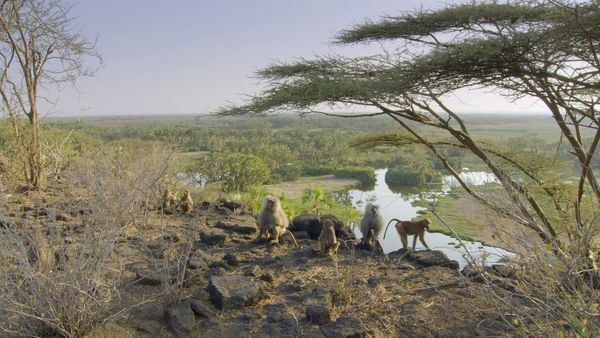 Iconos de vida silvestre - Los hamadryas de awash