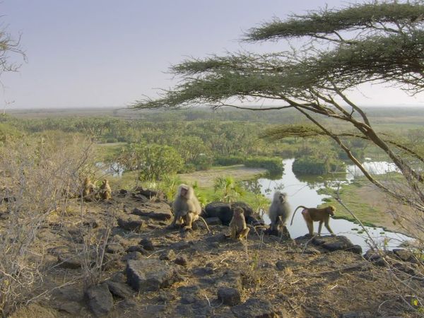 Iconos de vida silvestre - Los hamadryas de awash