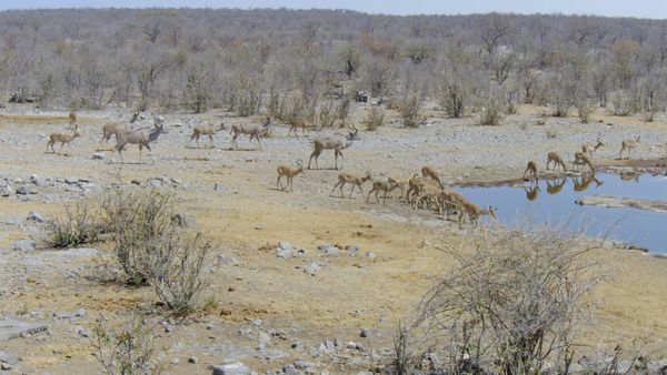 Iconos de vida silvestre - Springbok e impala: vida en el rebaño