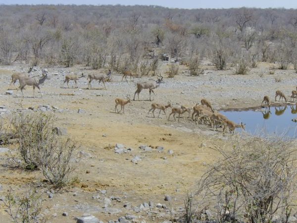 Iconos de vida silvestre - Springbok e impala: vida en el rebaño