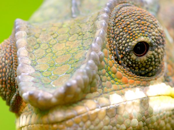 Tierra de duendecillos - Madagascar en sangre fría