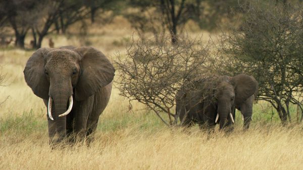 Nómadas del Serengueti - Ngorongoro
