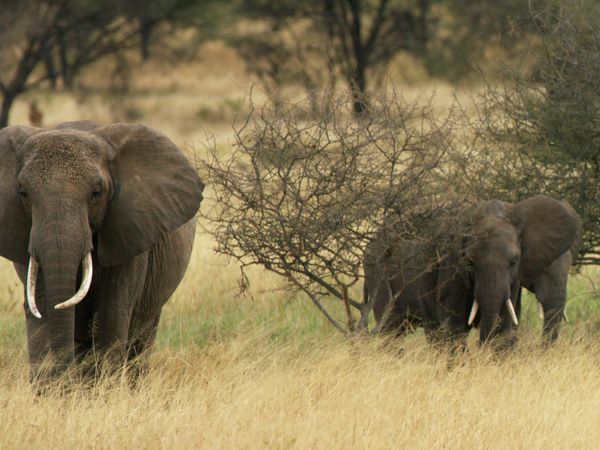 Nómadas del Serengueti - Ngorongoro