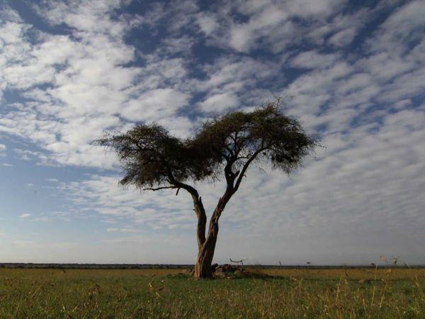 Diarios de Pejeta - Los demonios de la tarde