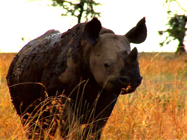Diarios de Pejeta - Chicas de oryx