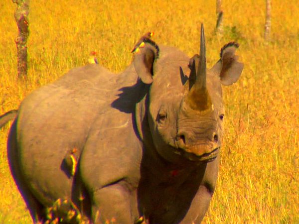 Diarios de Pejeta - Titanes africanos