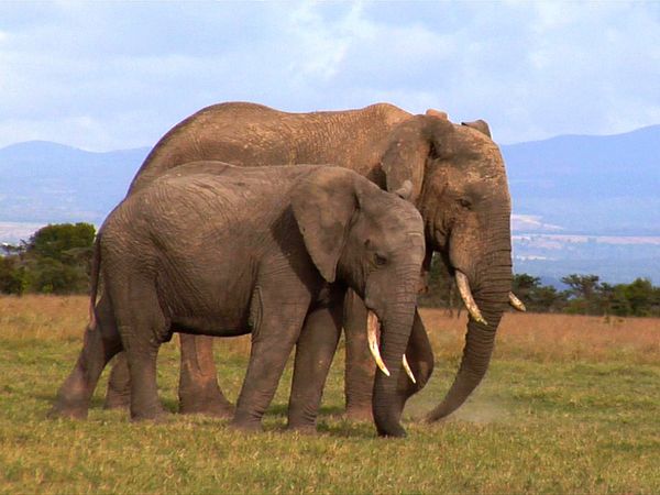 Diarios de Pejeta - Gigantes fugitivos