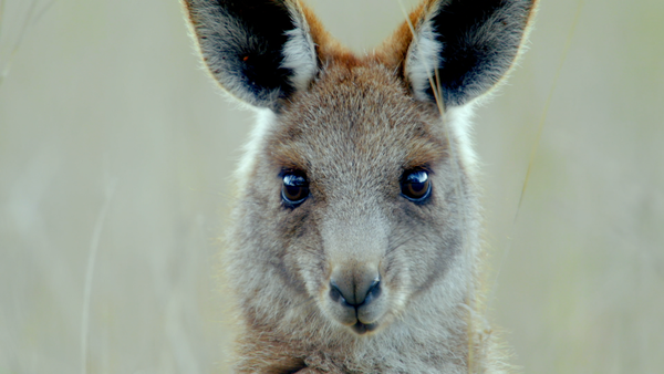 Secret Life of the Kangaroo - Reglas Mob