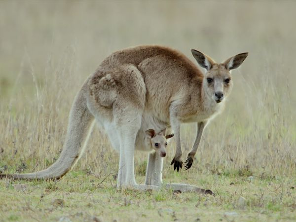 Secret Life of the Kangaroo - De la bolsa al pie