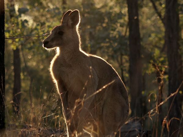 Secret Life of the Kangaroo - Una vida de riesgos