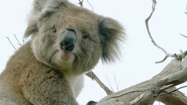 La vida secreta de los koalas - País de koalas