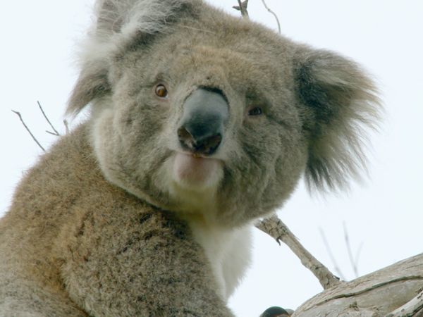 La vida secreta de los koalas - País de koalas