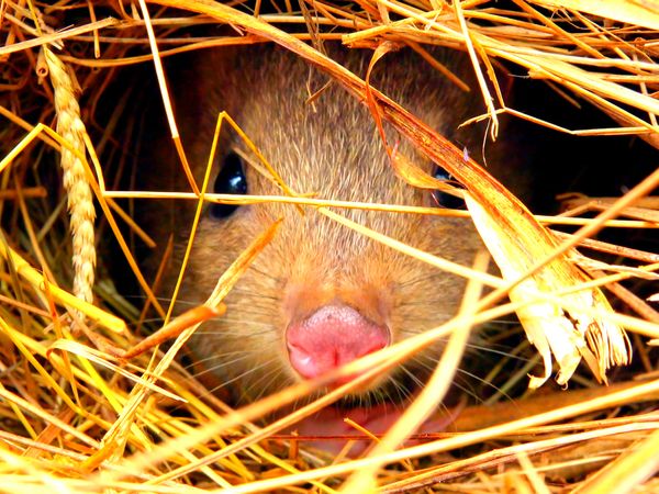 Secretos de Australia Salvaje - La vida secreta de marsupiales