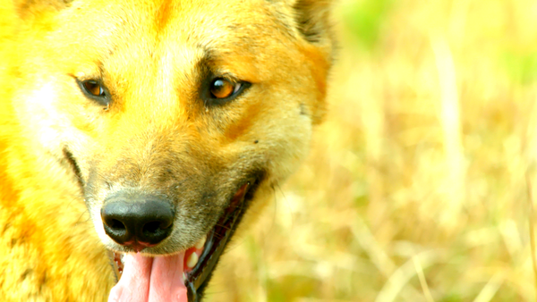 Secretos de Australia Salvaje - Vida secreta del dingo