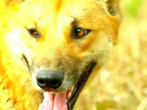 Secretos de Australia Salvaje - Vida secreta del dingo