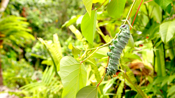 Secretos de Australia Salvaje - Vida secreta de insectos y mariposas