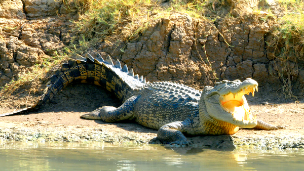 Secretos de Australia Salvaje - Vida secreta de los crocodilos