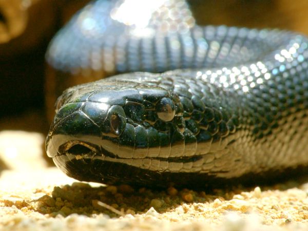 Secretos de Australia Salvaje - La vida secreta de serpientes