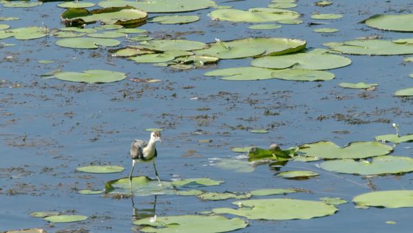 Secretos de Australia Salvaje - El pozo de agua