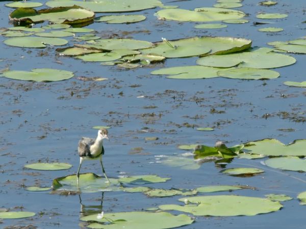 Secretos de Australia Salvaje - El pozo de agua
