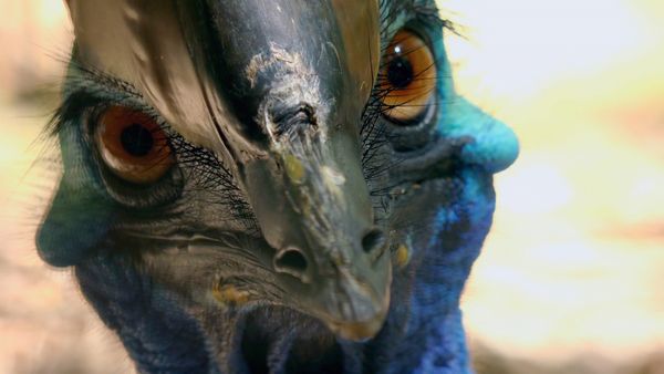 Aves Salvajes de Australia - Emplumando el nido