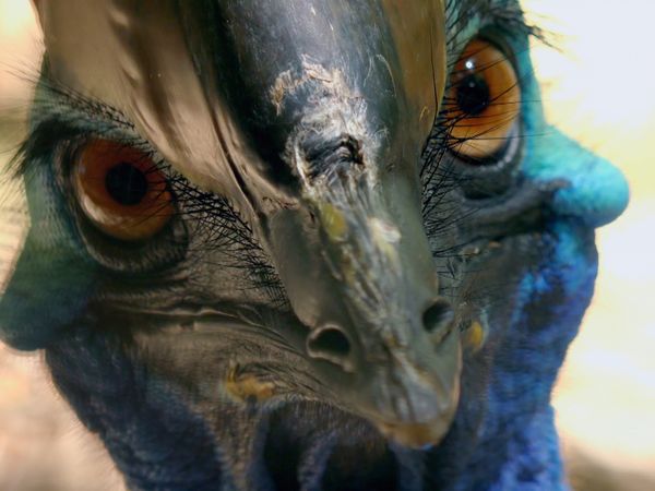 Aves Salvajes de Australia - Emplumando el nido