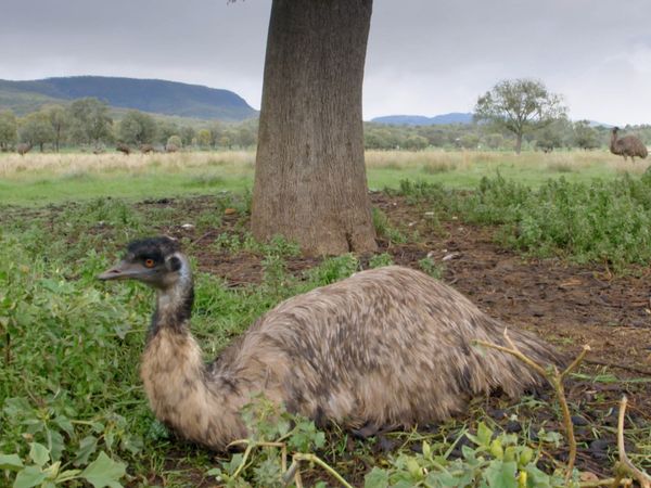 Aves Salvajes de Australia - Vida secreta del emu