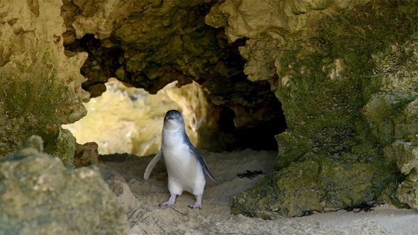 Aves Salvajes de Australia - Los pingüino pequeños