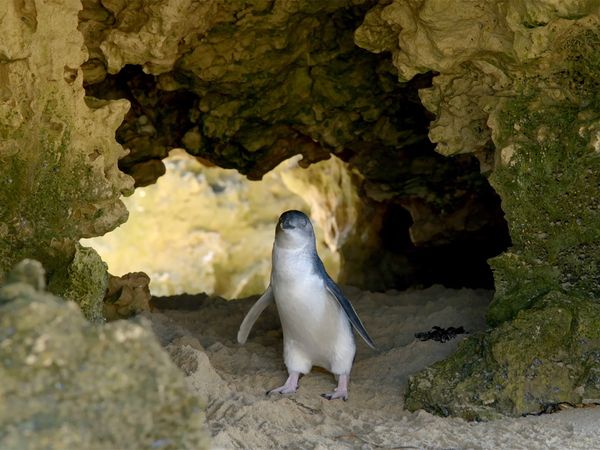 Aves Salvajes de Australia - Los pingüino pequeños
