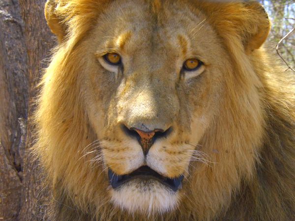 Iconos de vida silvestre - Los 5 grandes