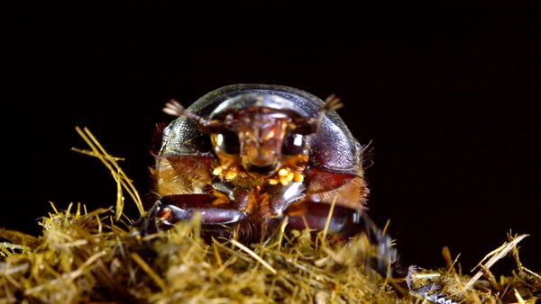 Iconos de vida silvestre - Escarabajo del estiercol: los recicladores de la naturaleza