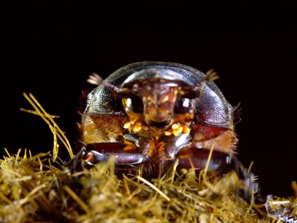 Iconos de vida silvestre - Escarabajo del estiercol: los recicladores de la naturaleza