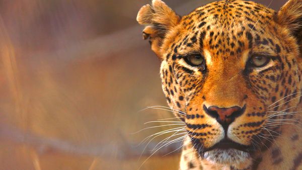 Iconos de vida silvestre - Los gatos grandes de Africa