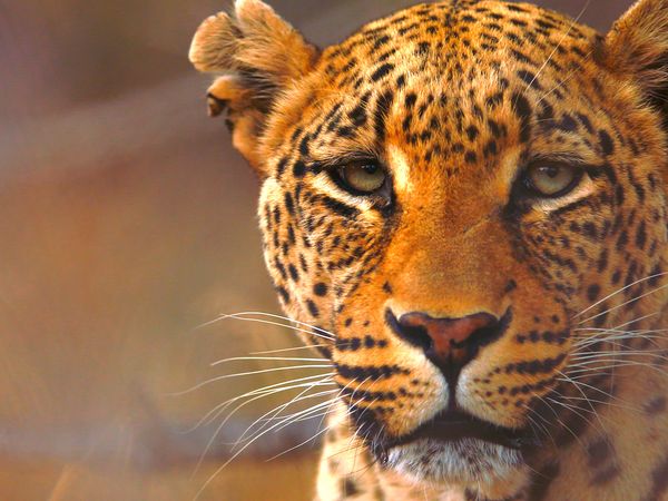 Iconos de vida silvestre - Los gatos grandes de Africa