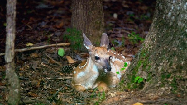 Baby Animals in the Wild - Bebés de pastizales