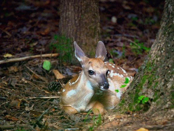 Baby Animals in the Wild - Bebés de pastizales