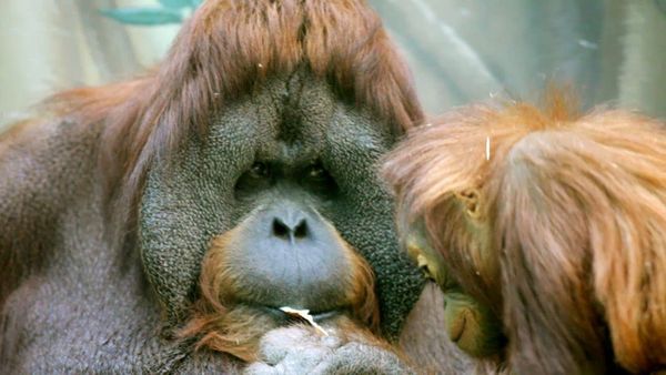 Baby Animals in the Wild - Bebés de la selva