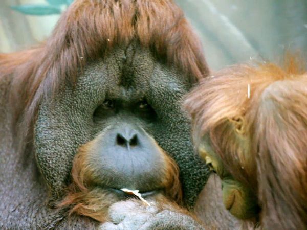 Baby Animals in the Wild - Bebés de la selva
