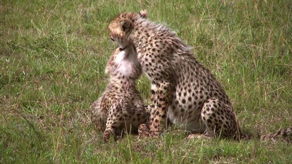 Baby Animals in the Wild - Bebés de la sabana africana