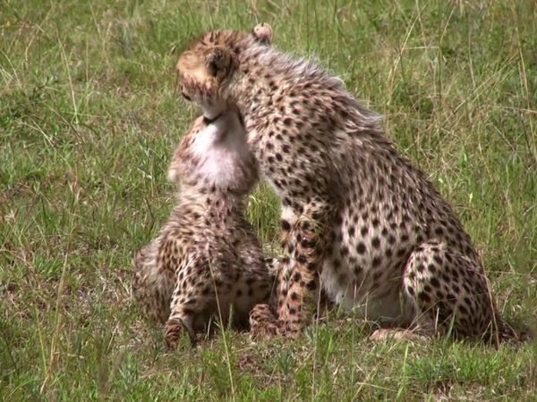 Baby Animals in the Wild - Bebés de la sabana africana