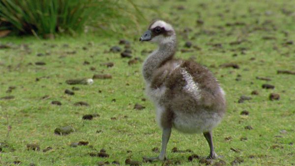 Baby Animals in the Wild - Bebés en la playa
