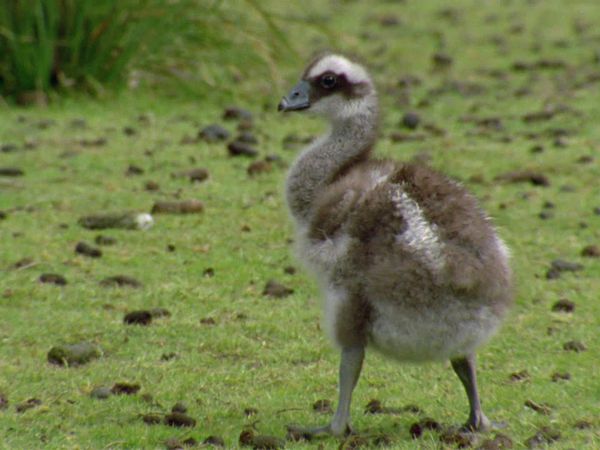 Baby Animals in the Wild - Bebés en la playa