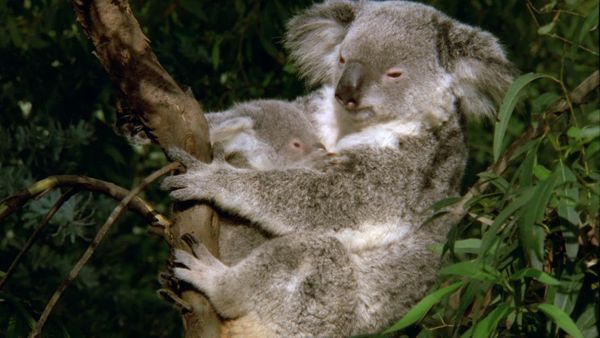 Baby Animals in the Wild - Bebés australianos