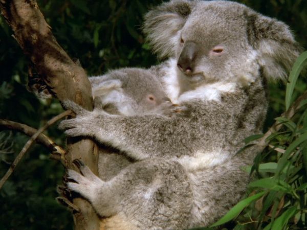 Baby Animals in the Wild - Bebés australianos