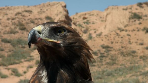 Baby Animals in the Wild - Bebés de montaña
