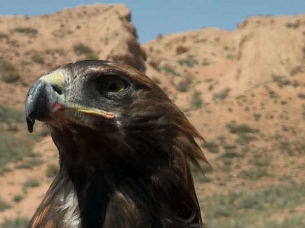 Baby Animals in the Wild - Bebés de montaña