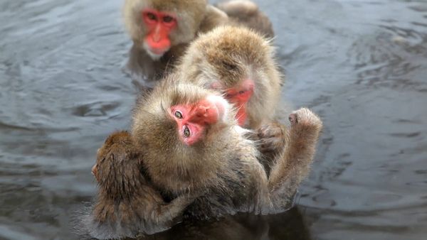 Baby Animals in the Wild - Animales bebés en la nieve