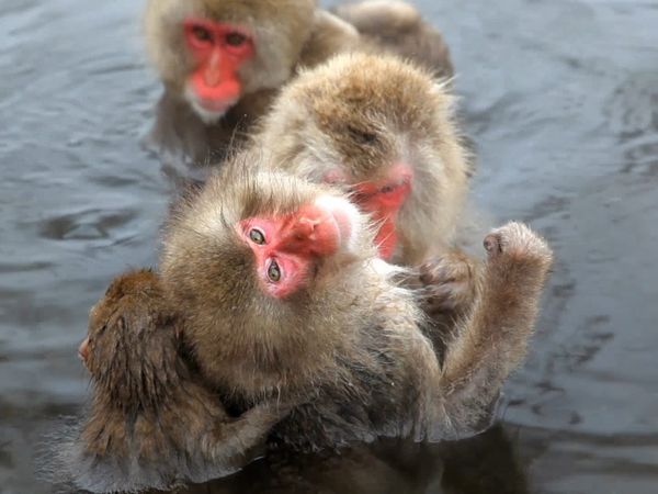 Baby Animals in the Wild - Animales bebés en la nieve